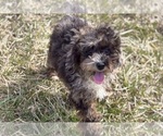 Puppy Ian AKC Poodle (Toy)