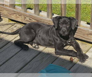 Mutt Dogs for adoption in Royal Palm Beach, FL, USA