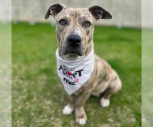 Mutt Dogs for adoption in Bakersfield, CA, USA