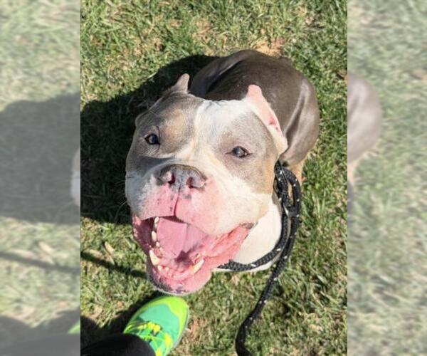 Medium Photo #2 American Pit Bull Terrier Puppy For Sale in Derwood, MD, USA