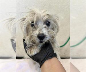 Havamalt Dogs for adoption in Pacifica, CA, USA