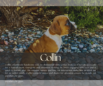 Puppy Collin Boxer