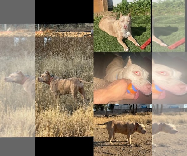 Medium Photo #1 American Bully Puppy For Sale in PERRIS, CA, USA