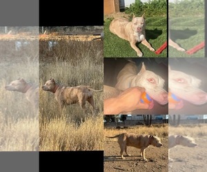 Mother of the American Bully puppies born on 07/07/2026