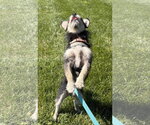 Small #3 Chihuahua Mix