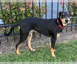 Small #1 Miniature Pinscher Mix
