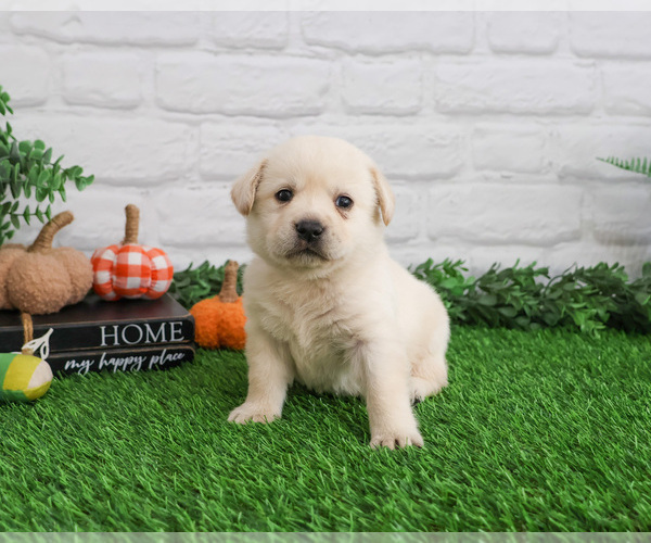 Medium Photo #3 Labrador Retriever Puppy For Sale in SYRACUSE, IN, USA