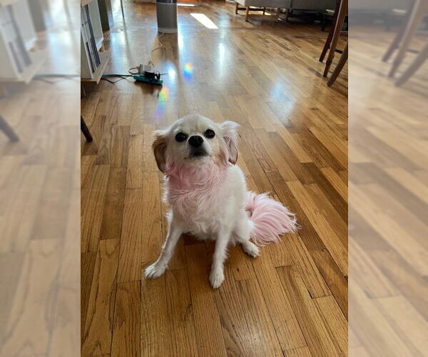 Medium Photo #4 Chion Puppy For Sale in Bellevue, WA, USA