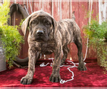 Small Photo #10 Mastiff Puppy For Sale in WAKARUSA, IN, USA
