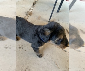 Airedale Terrier Puppy for sale in MOSCOW, ID, USA