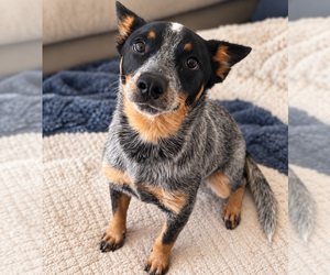 Mutt Dogs for adoption in Mooresville, NC, USA