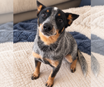 Small Mutt