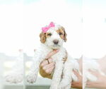 Puppy Puppy 10 Goldendoodle (Miniature)