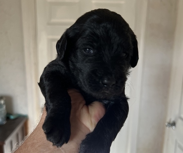 Medium Photo #4 Labradoodle Puppy For Sale in APPLING, GA, USA