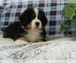Small Photo #4 Bernese Mountain Dog Puppy For Sale in CLARE, MI, USA