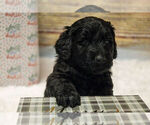 Puppy Oscar Labradoodle mix (+ Poodle Standard)