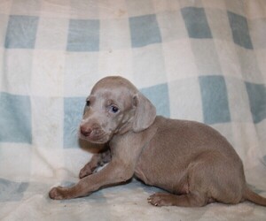 Weimaraner Puppy for sale in BLMGTN, IN, USA