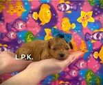 Small Photo #3 Poodle (Toy) Puppy For Sale in WINNSBORO, LA, USA