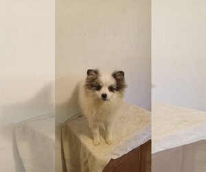 Pomsky Dogs for adoption in Bonifay, MO, USA