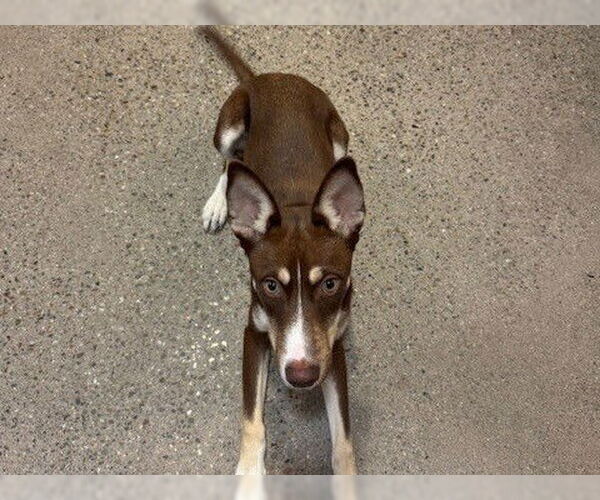 Medium Photo #1 - Mix Puppy For Sale in Redwood City, CA, USA