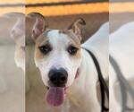 Small #2 American Staffordshire Terrier Mix