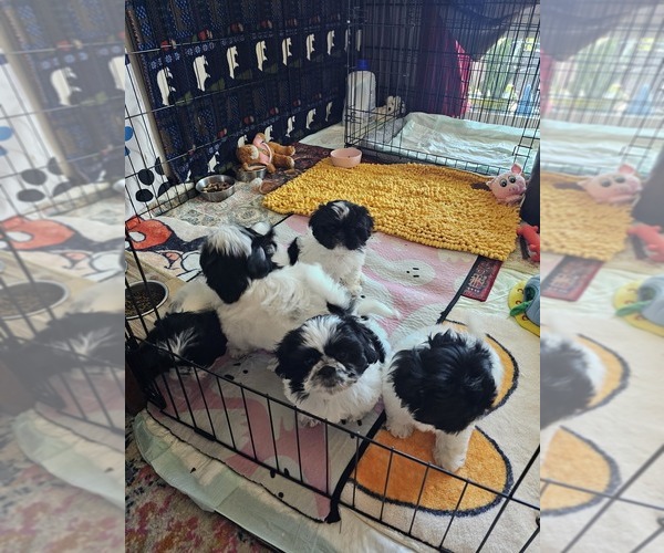 Medium Photo #1 Shih Tzu Puppy For Sale in REPUBLIC, MO, USA