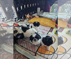 Shih Tzu Litter for sale in REPUBLIC, MO, USA