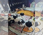 Small Shih Tzu