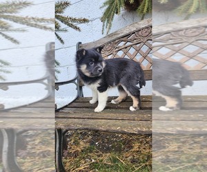 Medium Pomsky