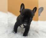 Small Photo #2 French Bulldog Puppy For Sale in VERO BEACH, FL, USA
