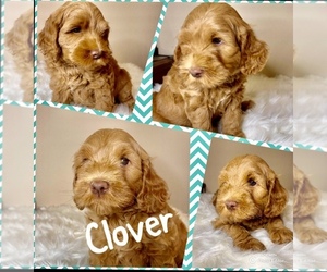 Australian Labradoodle Puppy for Sale in PERRIS, California USA