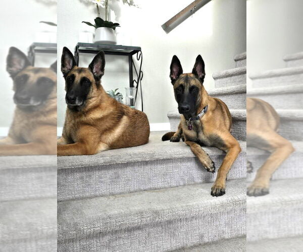 Medium Photo #3 Mutt Puppy For Sale in Imlay City, MI, USA