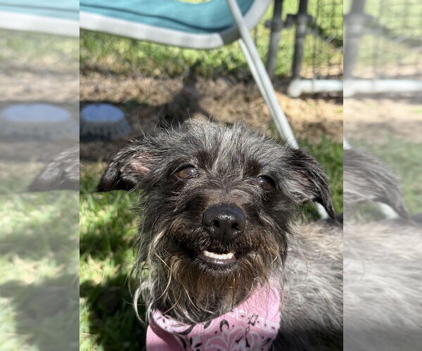 Medium Photo #2 Mutt Puppy For Sale in San Leon, TX, USA