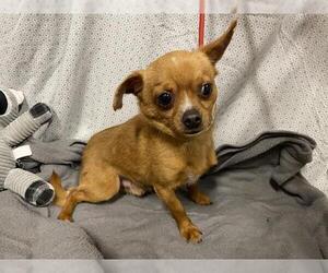 Chihuahua Dogs for adoption in Modesto, CA, USA