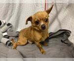 Small Chihuahua