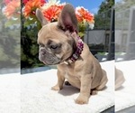 Small #4 French Bulldog