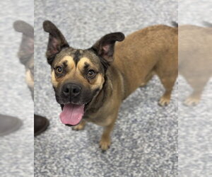 Mutt Dogs for adoption in Bemidji, MN, USA