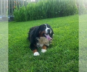 Father of the Bernese Mountain Dog puppies born on 12/06/2023