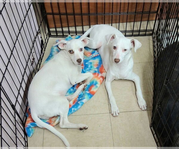 Medium Photo #4 Mutt Puppy For Sale in San Bernardino, CA, USA