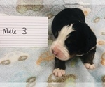 Small Photo #8 Bernese Mountain Dog Puppy For Sale in ATKINSON, NE, USA