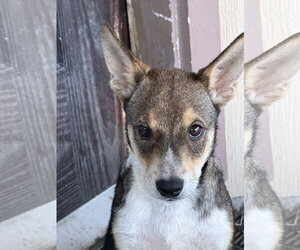 Rocky - Male German Shepherd Dog-Unknown Mix Dog for Adoption - Photo #4