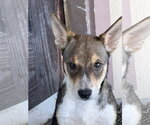 Small Photo #4 German Shepherd Dog-Unknown Mix Puppy For Sale in The Woodlands, TX, USA