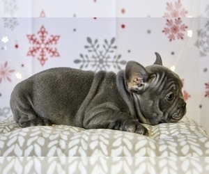 French Bulldog Puppy for sale in BROOKLYN, NY, USA