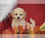 Small #1 Bichpoo