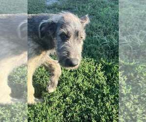 Irish Wolfhound Puppy for sale in WINDSOR, MO, USA