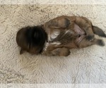 Small Photo #4 Shih Tzu Puppy For Sale in KETTLE FALLS, WA, USA