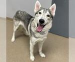 Small Siberian Husky