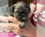 Small #4 Shih Tzu