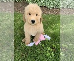 Small Photo #5 Goldendoodle-Poodle (Miniature) Mix Puppy For Sale in RICHMOND, IL, USA