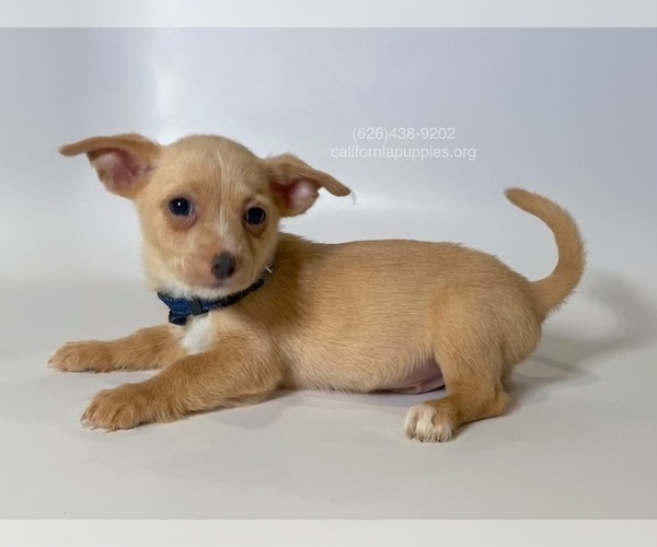 Medium Photo #2 Chihuahua Puppy For Sale in BREA, CA, USA